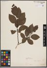 Foto von Salix caprea L.